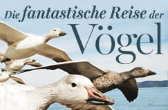 Die fantastische Reise der Vögel (DVD und Bu-ray)