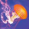 Pauline Oliveros: Primordial Lift - Usa, CD