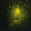 Antlers: Burst Apart, CD