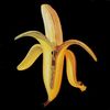 Dandy Warhols: Welcome To The Monkey House, CD