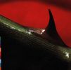 Nusrat Fateh Ali Khan: Night Song, CD
