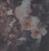 Every Hidden Color: Luz, LP