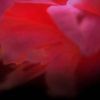 Ignis Fatuus: In Our Mad Bliss, CD