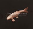 Nighthawks (Dal Martino / Reiner Winterschladen): Selection - The Best Of Nighthawks, CD