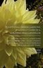 Omd Nan Lu: Traditional Chinese Medicine: A Woman's Guide to a Hormone-Free Menopause, Buch