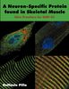 Raffaele Pilla: A Neuron-Specific Protein found in Skeletal Muscle, Buch