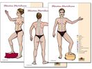 Nirgun W. Loh: Shiatsu Meridiane-Schaubilder DIN A 2, Diverse