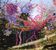 Animal Collective: Here Comes The Indian, CD