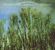 Blue Mountain: Midnight In Mississippi, CD