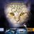 Erin Hunter: Warrior Cats Staffel 2/04. Die neue Prophezeiung. Sternenglanz, 5 CDs