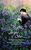 John Keats: Bright Star, Buch