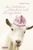 Megan Frazer: Von Wahrheit, Schönheit und Ziegenkäse, Buch