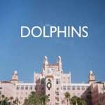 Dolphins: Dolphins