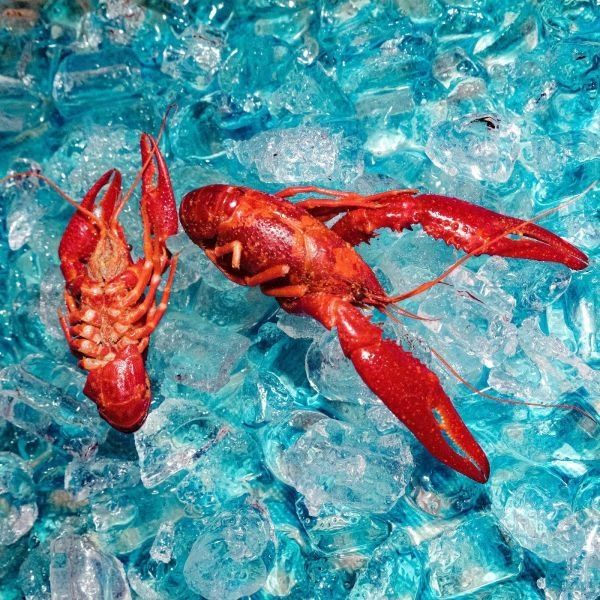 Roof Dogs: Here You Are (Vinyl-LP)