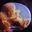 Embryo