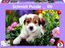 Hund Baboo (Kinderpuzzle)