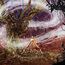 Primal Contact -Digi-
