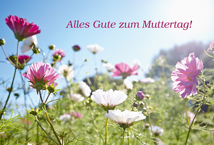 Gutscheinmotiv Muttertag, Blumenwiese, Text: Alles Gute zum Muttertag